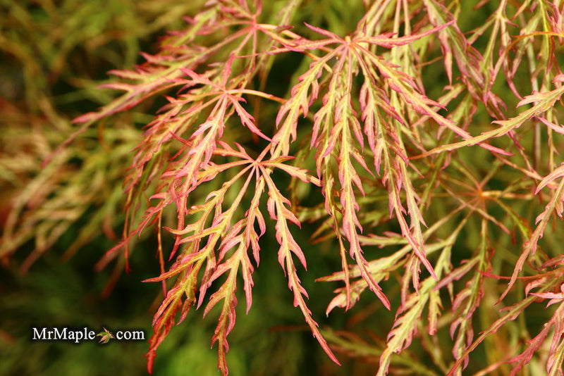 - Acer palmatum 'Otto's Dissectum' Weeping Japanese Maple - Mr Maple │ Buy Japanese Maple Trees