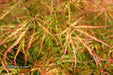 '- Acer palmatum 'Otto's Dissectum' Weeping Japanese Maple - Mr Maple │ Buy Japanese Maple Trees