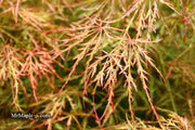 - Acer palmatum 'Otto's Dissectum' Weeping Japanese Maple - Mr Maple │ Buy Japanese Maple Trees