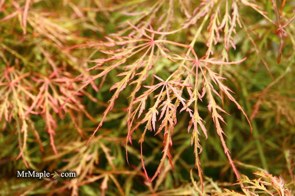 '- Acer palmatum 'Otto's Dissectum' Weeping Japanese Maple - Mr Maple │ Buy Japanese Maple Trees