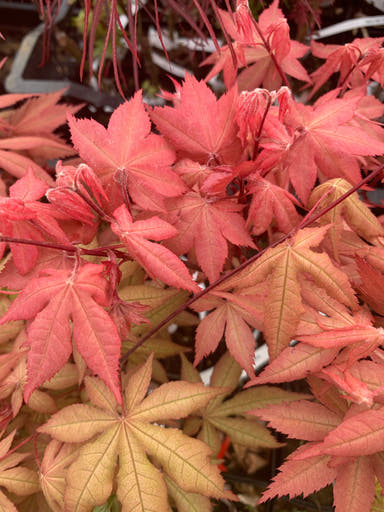 - Acer palmatum 'Pastel' Japanese Maple - Mr Maple │ Buy Japanese Maple Trees