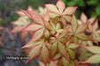 '- Acer palmatum 'Pastel' Japanese Maple - Mr Maple │ Buy Japanese Maple Trees