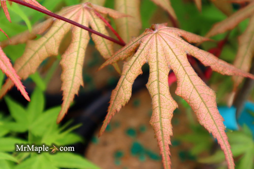 '- Acer palmatum 'Pastel' Japanese Maple - Mr Maple │ Buy Japanese Maple Trees