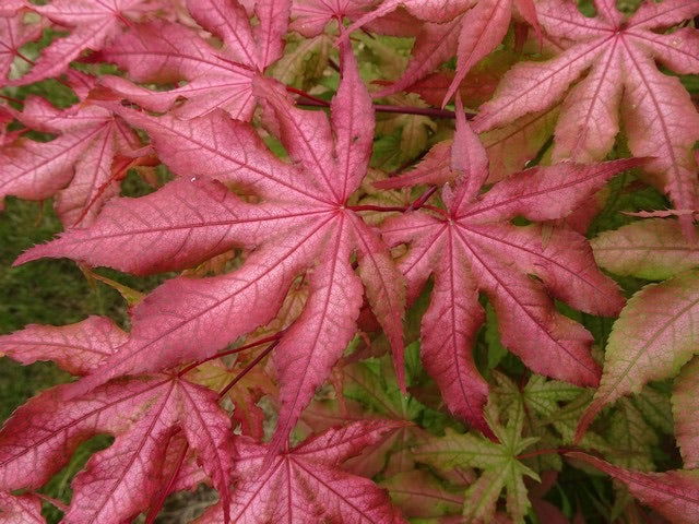 '- Acer palmatum 'Pastel' Japanese Maple - Mr Maple │ Buy Japanese Maple Trees