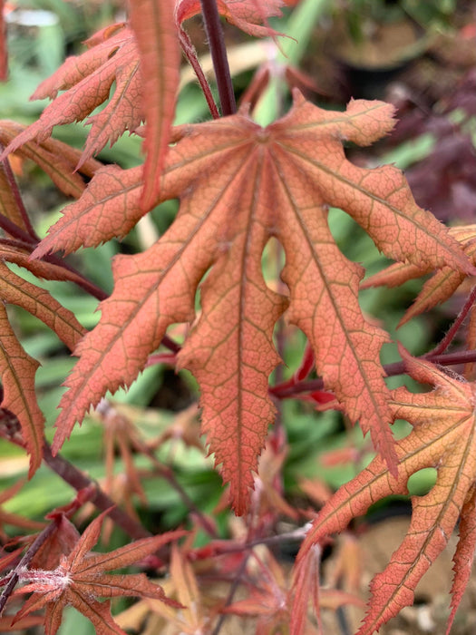 '- Acer palmatum 'Pastel' Japanese Maple - Mr Maple │ Buy Japanese Maple Trees