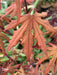 '- Acer palmatum 'Pastel' Japanese Maple - Mr Maple │ Buy Japanese Maple Trees