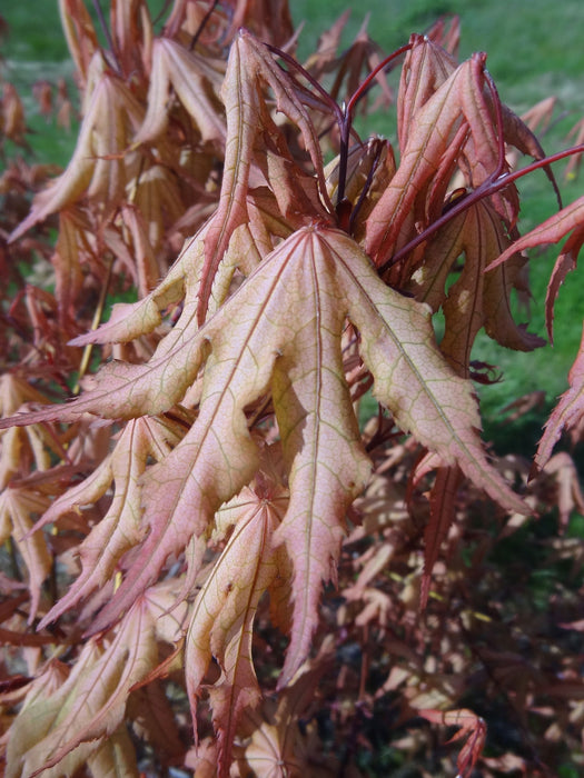 '- Acer palmatum 'Pastel' Japanese Maple - Mr Maple │ Buy Japanese Maple Trees