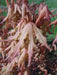 '- Acer palmatum 'Pastel' Japanese Maple - Mr Maple │ Buy Japanese Maple Trees