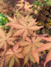 '- Acer palmatum 'Pastel' Japanese Maple - Mr Maple │ Buy Japanese Maple Trees