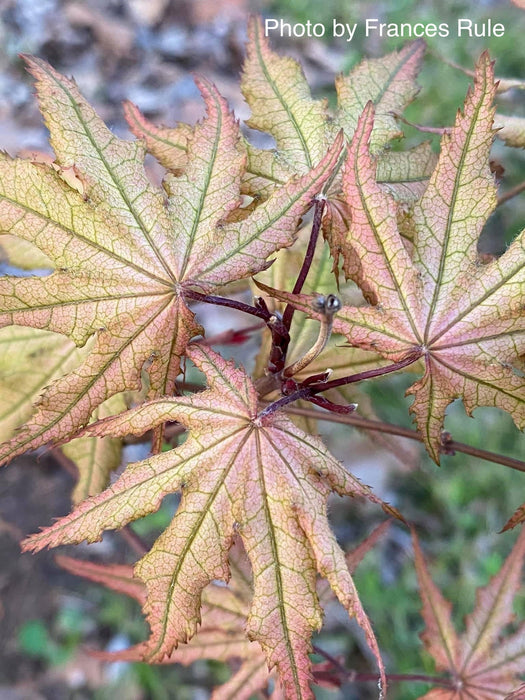 '- Acer palmatum 'Pastel' Japanese Maple - Mr Maple │ Buy Japanese Maple Trees