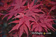 '- Acer palmatum 'Pastel' Japanese Maple - Mr Maple │ Buy Japanese Maple Trees