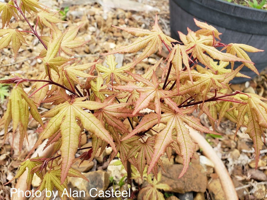 '- Acer palmatum 'Pastel' Japanese Maple - Mr Maple │ Buy Japanese Maple Trees