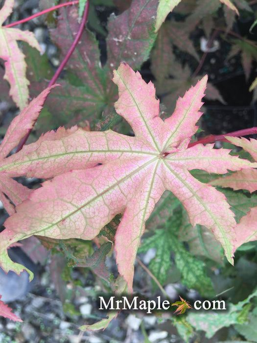 '- Acer palmatum 'Pastel' Japanese Maple - Mr Maple │ Buy Japanese Maple Trees