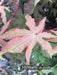 '- Acer palmatum 'Pastel' Japanese Maple - Mr Maple │ Buy Japanese Maple Trees