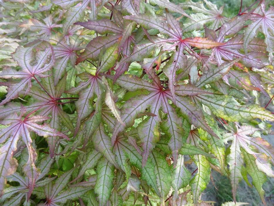 '- Acer palmatum 'Pastel' Japanese Maple - Mr Maple │ Buy Japanese Maple Trees