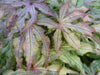 '- Acer palmatum 'Pastel' Japanese Maple - Mr Maple │ Buy Japanese Maple Trees