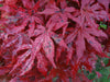 '- Acer palmatum 'Pastel' Japanese Maple - Mr Maple │ Buy Japanese Maple Trees