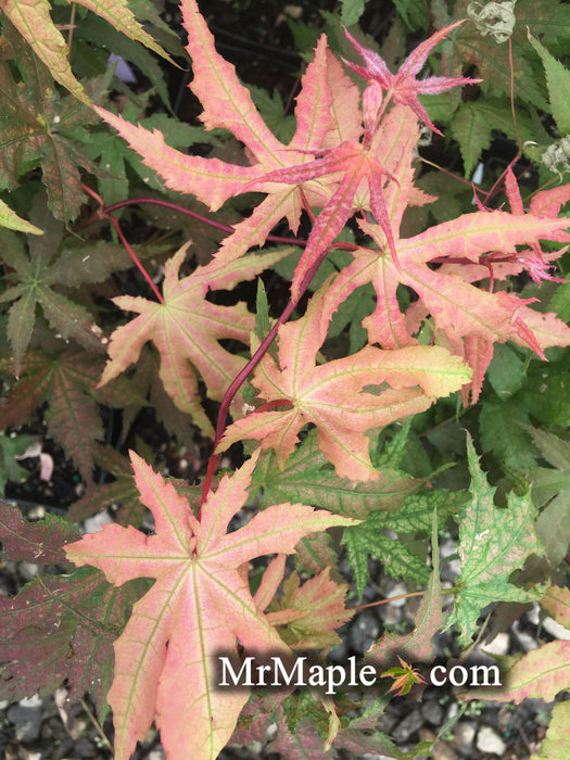 '- Acer palmatum 'Pastel' Japanese Maple - Mr Maple │ Buy Japanese Maple Trees