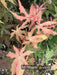 '- Acer palmatum 'Pastel' Japanese Maple - Mr Maple │ Buy Japanese Maple Trees