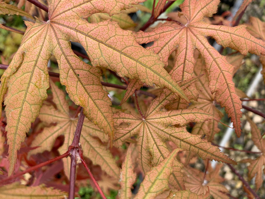 '- Acer palmatum 'Pastel' Japanese Maple - Mr Maple │ Buy Japanese Maple Trees