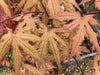 '- Acer palmatum 'Pastel' Japanese Maple - Mr Maple │ Buy Japanese Maple Trees