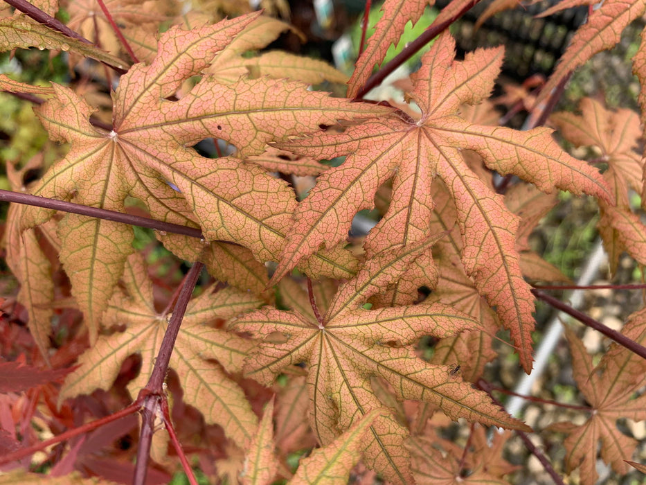 '- Acer palmatum 'Pastel' Japanese Maple - Mr Maple │ Buy Japanese Maple Trees