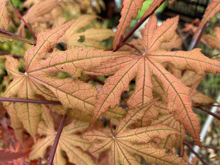 '- Acer palmatum 'Pastel' Japanese Maple - Mr Maple │ Buy Japanese Maple Trees