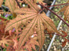 '- Acer palmatum 'Pastel' Japanese Maple - Mr Maple │ Buy Japanese Maple Trees