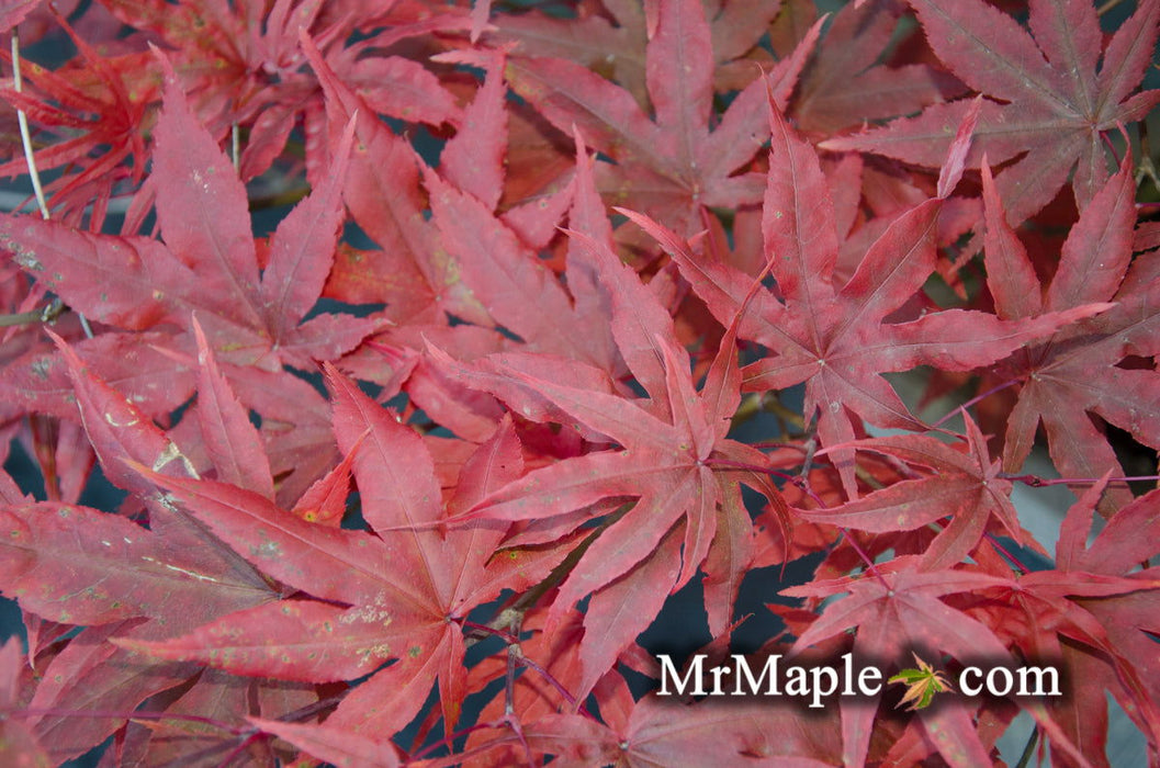 '- Acer palmatum 'Pastel' Japanese Maple - Mr Maple │ Buy Japanese Maple Trees