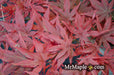 '- Acer palmatum 'Pastel' Japanese Maple - Mr Maple │ Buy Japanese Maple Trees