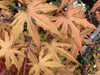 '- Acer palmatum 'Pastel' Japanese Maple - Mr Maple │ Buy Japanese Maple Trees