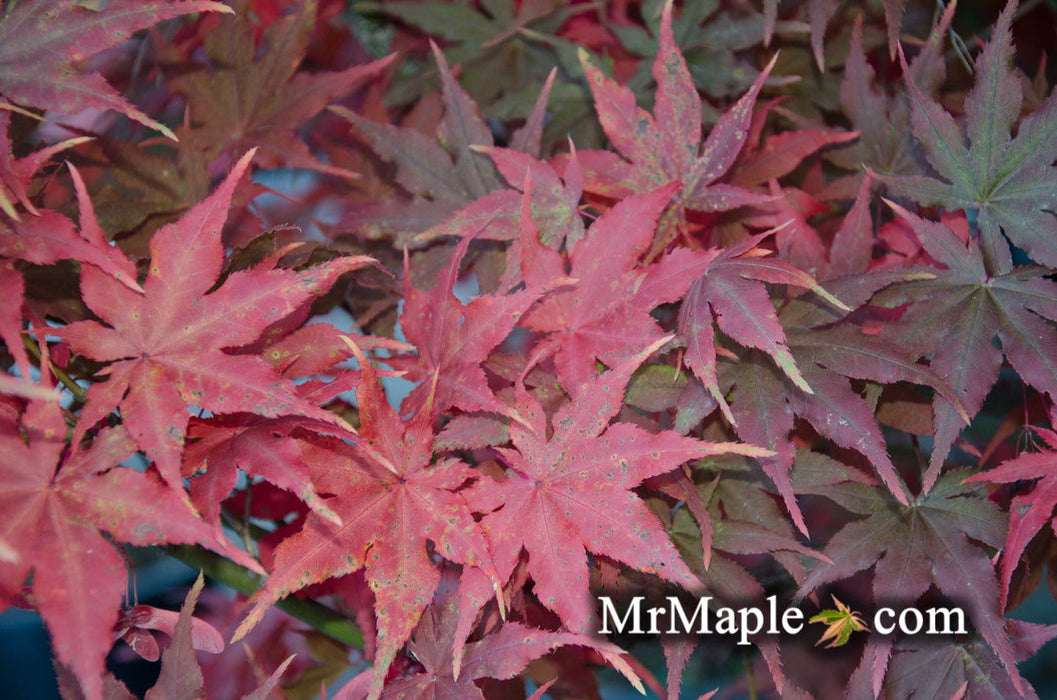 '- Acer palmatum 'Pastel' Japanese Maple - Mr Maple │ Buy Japanese Maple Trees