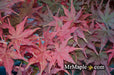 '- Acer palmatum 'Pastel' Japanese Maple - Mr Maple │ Buy Japanese Maple Trees