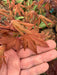 '- Acer palmatum 'Pastel' Japanese Maple - Mr Maple │ Buy Japanese Maple Trees