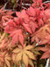 '- Acer palmatum 'Pastel' Japanese Maple - Mr Maple │ Buy Japanese Maple Trees