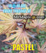 '- Acer palmatum 'Pastel' Japanese Maple - Mr Maple │ Buy Japanese Maple Trees