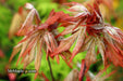 '- Acer palmatum 'Pastel' Japanese Maple - Mr Maple │ Buy Japanese Maple Trees