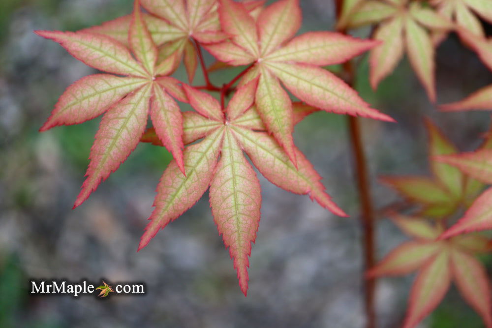 '- Acer palmatum 'Pastel' Japanese Maple - Mr Maple │ Buy Japanese Maple Trees