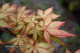 '- Acer palmatum 'Pastel' Japanese Maple - Mr Maple │ Buy Japanese Maple Trees