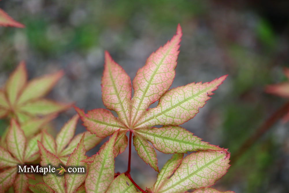 '- Acer palmatum 'Pastel' Japanese Maple - Mr Maple │ Buy Japanese Maple Trees