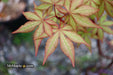 '- Acer palmatum 'Pastel' Japanese Maple - Mr Maple │ Buy Japanese Maple Trees