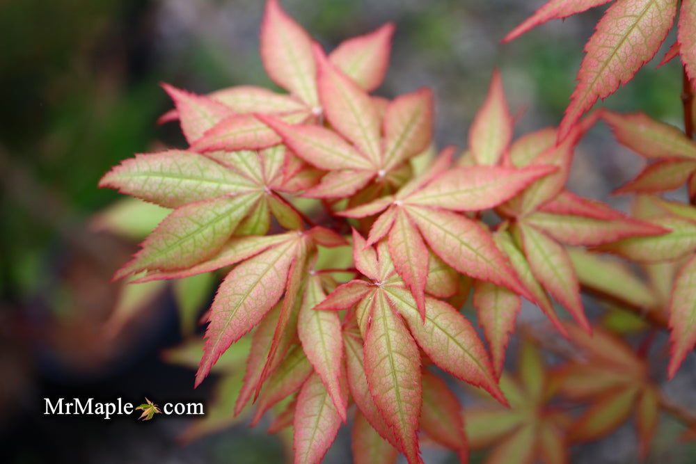 '- Acer palmatum 'Pastel' Japanese Maple - Mr Maple │ Buy Japanese Maple Trees