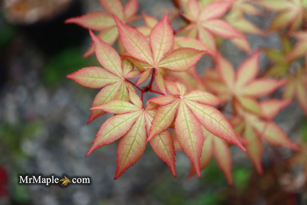 '- Acer palmatum 'Pastel' Japanese Maple - Mr Maple │ Buy Japanese Maple Trees