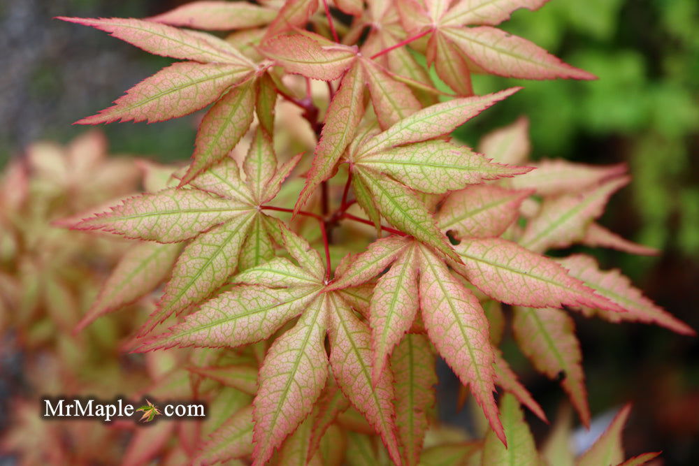 '- Acer palmatum 'Pastel' Japanese Maple - Mr Maple │ Buy Japanese Maple Trees