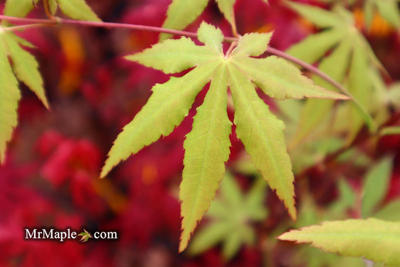 - Acer palmatum 'Patricia' Japanese Maple - Mr Maple │ Buy Japanese Maple Trees