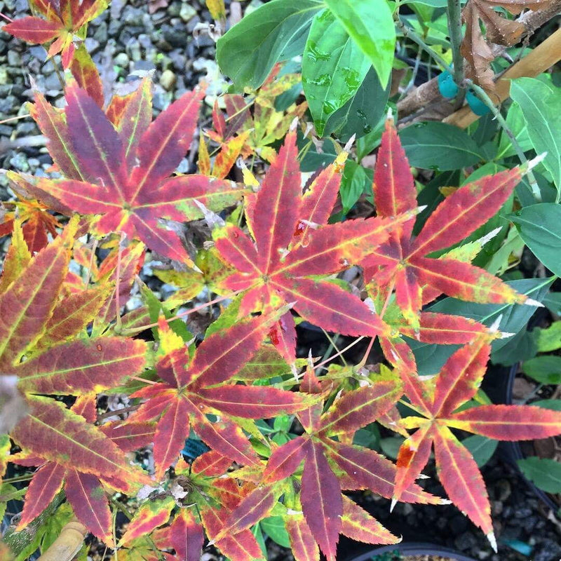 - Acer palmatum 'Patricia' Japanese Maple - Mr Maple │ Buy Japanese Maple Trees