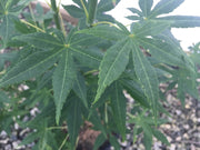 - Acer palmatum 'Patricia' Japanese Maple - Mr Maple │ Buy Japanese Maple Trees