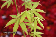 - Acer palmatum 'Patricia' Japanese Maple - Mr Maple │ Buy Japanese Maple Trees