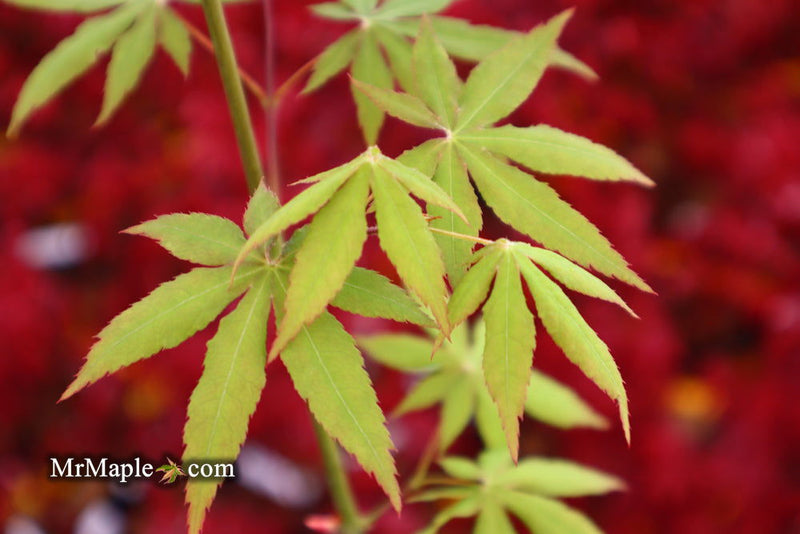 - Acer palmatum 'Patricia' Japanese Maple - Mr Maple │ Buy Japanese Maple Trees
