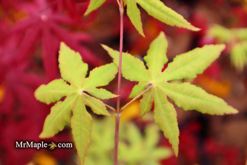 - Acer palmatum 'Patricia' Japanese Maple - Mr Maple │ Buy Japanese Maple Trees